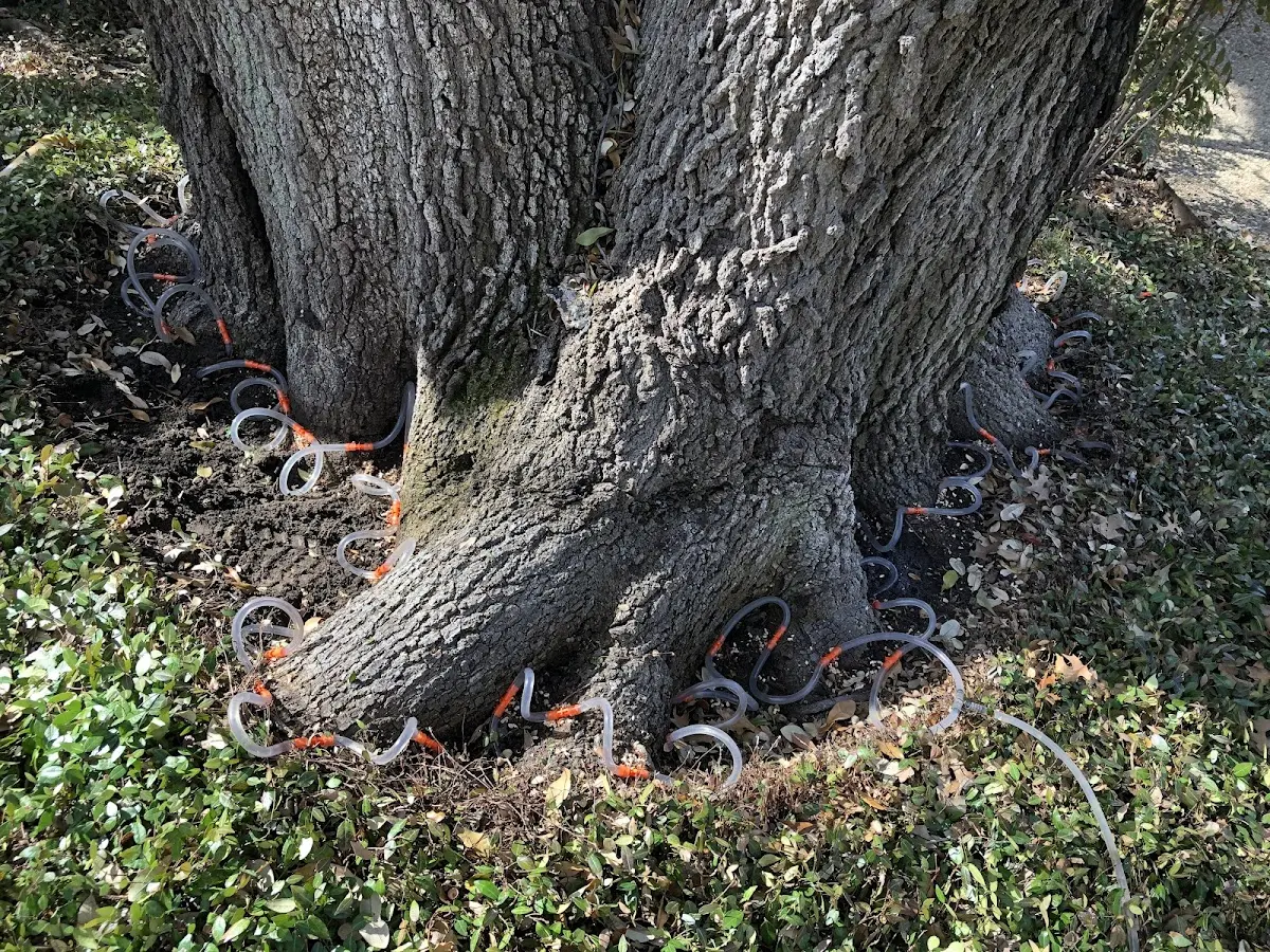 Detailed Shrub and Hedge Trimming job site in Tanner