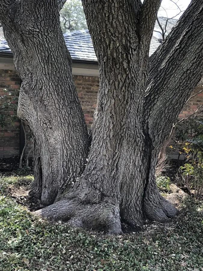Mature heritage tree close to a Tanner property cared for by certified arborists